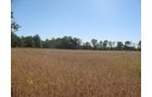 Property photo 33 - 80 Acres Offered in 4 Tracts - Horse Farm
